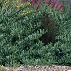 Pawnee Buttes® Sand Cherry (Prunus) -Floral Haven Store prunus besseyi pawnee buttes4 1