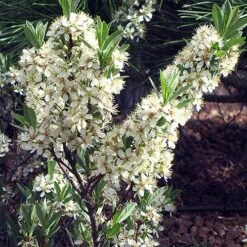 Pawnee Buttes® Sand Cherry (Prunus) -Floral Haven Store prunus besseyi pawnee buttes 2