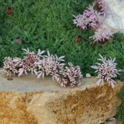 Floral Haven Store 34 Floral Haven Store -Floral Haven Store pterocephalus depressus pat hayward plant select cropped