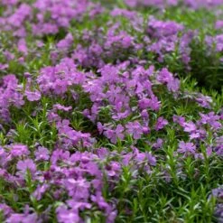 Purple Beauty Creeping Phlox -Floral Haven Store purple beauty creeping phlox groundcover 1