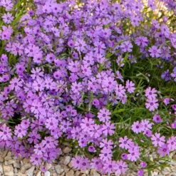 Purple Beauty Creeping Phlox -Floral Haven Store purple beauty creeping phlox rock garden
