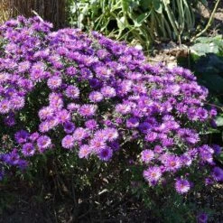 Purple Dome New England Aster -Floral Haven Store purple dome ne aster 3