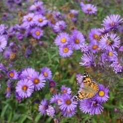 Purple Dome New England Aster -Floral Haven Store purple dome ne aster 4