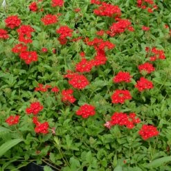 Red Devil Perennial Verbena -Floral Haven Store red devils perennials verbena 2