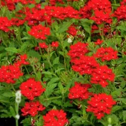 Red Devil Perennial Verbena -Floral Haven Store red devils perennials verbena