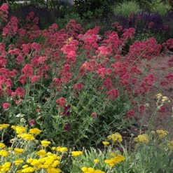 Red Valerian (Centranthus) -Floral Haven Store red valerian 1
