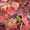 Gro-Low Sumac (Rhus) 2 Gro-Low Sumac (Rhus) -Floral Haven Store rhus aromatica gro low