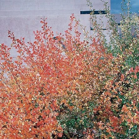 Three-Leaf Sumac (Rhus) 4 Three-Leaf Sumac (Rhus) - Image 2