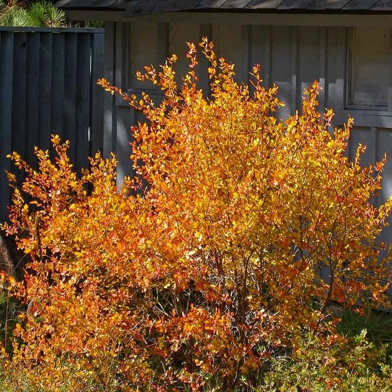 Three-Leaf Sumac (Rhus) 3 Three-Leaf Sumac (Rhus)