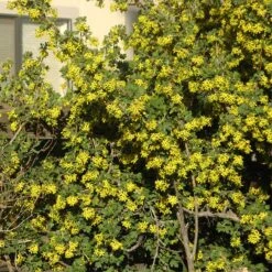 Crandall's Clove Scented Currant (Ribes) -Floral Haven Store ribes odoratum crandali close up of flwr