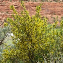 Crandall's Clove Scented Currant (Ribes) -Floral Haven Store ribes odoratum crandall mature