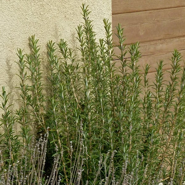 Alcalde Cold Hardy Rosemary 4 Alcalde Cold Hardy Rosemary - Image 2