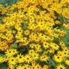 Goldsturm Black Eyed Susan 2 Goldsturm Black Eyed Susan -Floral Haven Store rudbeckia cropped
