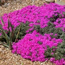 Creeping Shrubby Ice Plant (Ruschia) 7 Creeping Shrubby Ice Plant (Ruschia) -Floral Haven Store ruschia pulvinaris 83750