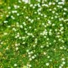 Green Irish Moss (Sagina) 1 Green Irish Moss (Sagina) -Floral Haven Store sagina subulata irish moss 1