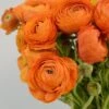 Salmon Ranunculus -Floral Haven Store salmon tecolote ranuncuclus orange 1