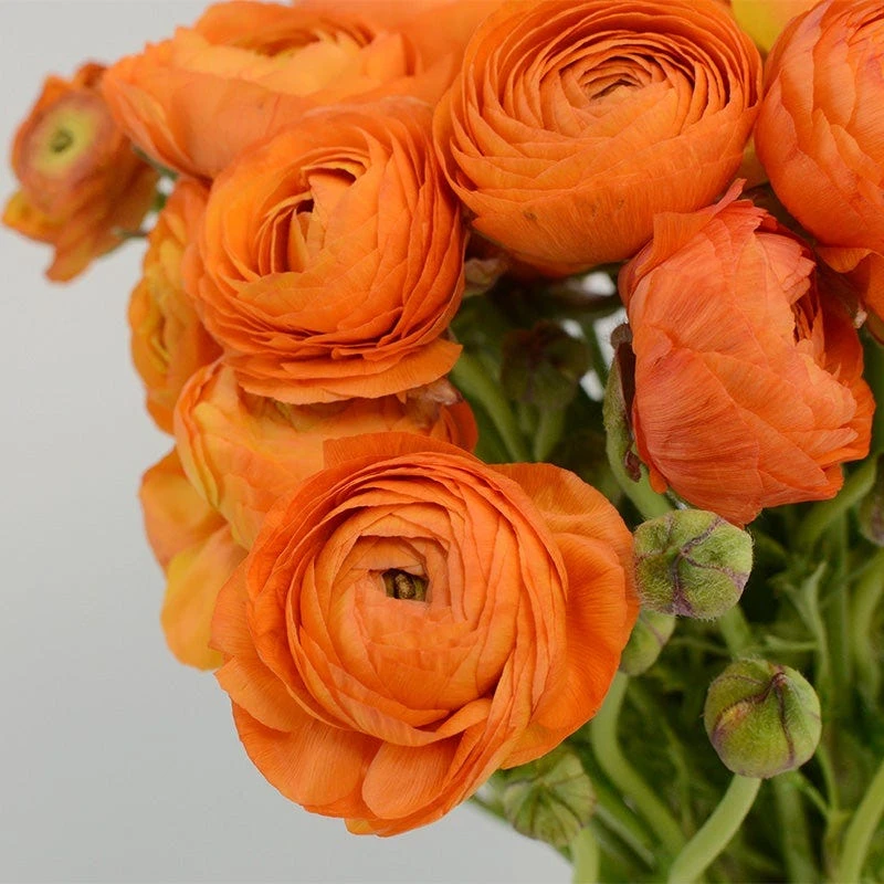 Salmon Ranunculus 3 Salmon Ranunculus