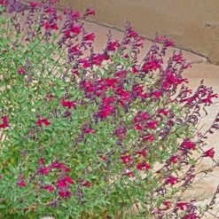 Burgundy Seduction Salvia 9 Burgundy Seduction Salvia -Floral Haven Store salvia burgundy seduction