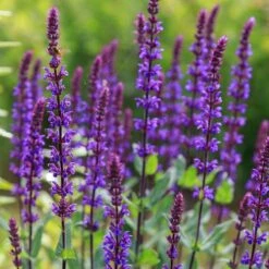 Caradonna Salvia -Floral Haven Store salvia caradonna sage