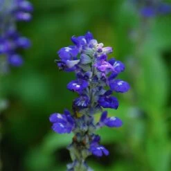 Texas Violet Salvia -Floral Haven Store salvia farinacea texas violet mealy sage