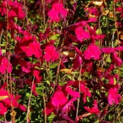 Floral Haven Store -Floral Haven Store salvia greggii furmans red close up 1