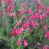 FlowerKisser® Coral-Pink Salvia -Floral Haven Store salvia greggii wwg003 flowerkisser coral pink sage cropped 3