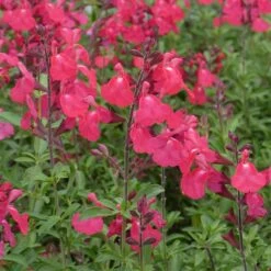 FlowerKisser® Coral-Pink Salvia -Floral Haven Store salvia greggii wwg3flowerkisser coral pink sage