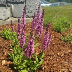 Lyrical™ Rose Salvia 9 Lyrical™ Rose Salvia -Floral Haven Store salvia lyrical rose office garden