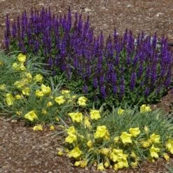 Little Night Salvia -Floral Haven Store salvia nemerosa little night oenothera shimmer