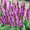 Rose Marvel Salvia 2 Rose Marvel Salvia -Floral Haven Store salvia nemorosa rose marvel salvia