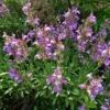 Dwarf Common Sage (Salvia) -Floral Haven Store salvia officinalis minimus 1