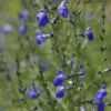 Autumn Sapphire™ Salvia -Floral Haven Store salvia reptans autumn sapphire brooke colburn cropped