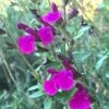 FlowerKisser® Royal Rose Salvia -Floral Haven Store salvia x wwg04 flowerkisser royal rose sage pink blooms