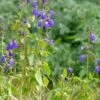 Deep Blue Arizona Salvia 2 Deep Blue Arizona Salvia -Floral Haven Store salvia arizonica deep blue 2 web