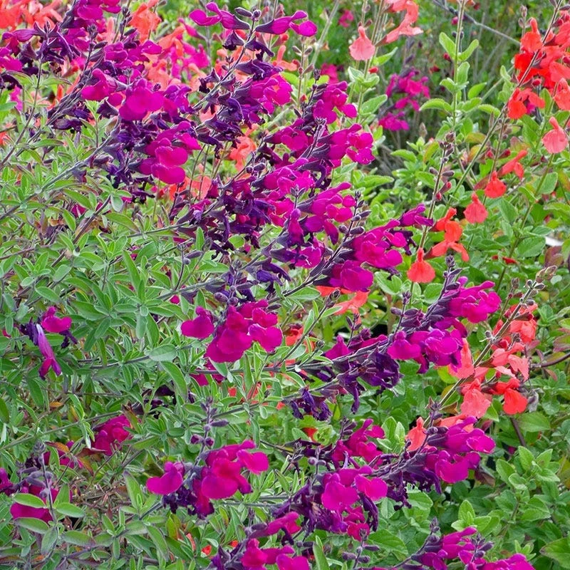 Burgundy Seduction Salvia 3 Burgundy Seduction Salvia