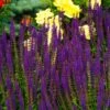 Caradonna Salvia -Floral Haven Store salvia caradonna cropped
