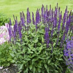 Caradonna Salvia -Floral Haven Store salvia caradonna walters gardens 3 cropped