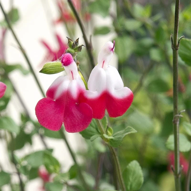 Hot Lips Salvia 4 Hot Lips Salvia - Image 2