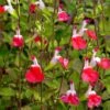 Hot Lips Salvia -Floral Haven Store salvia microphylla hot lips close up of flwrs cc