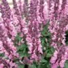 Lyrical™ Rose Salvia -Floral Haven Store salvia nemorosa balyricose