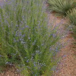 Autumn Sapphire™ Salvia -Floral Haven Store salvia reptans autumn sapphire brooke colburn 1 actually cropped