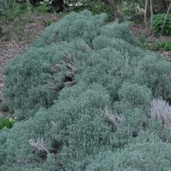 Gray Santolina 13 Gray Santolina -Floral Haven Store santolina chamaecyparissus gray santolina spring