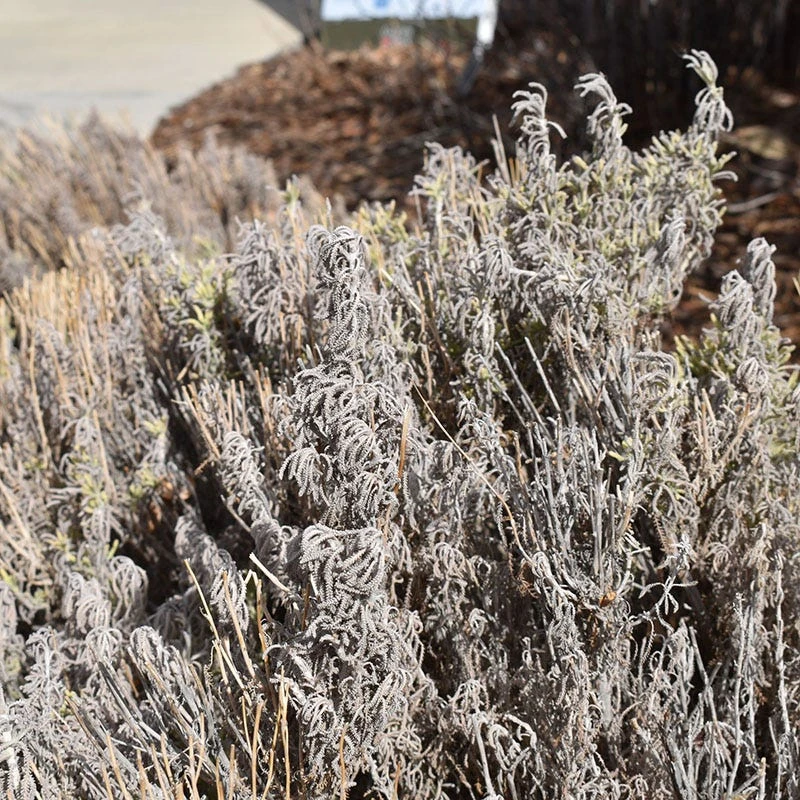 Gray Santolina 9 Gray Santolina - Image 7