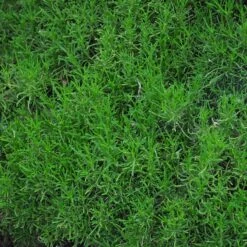 Green Santolina -Floral Haven Store santolina rosmarinifolia green santolina spring foliage