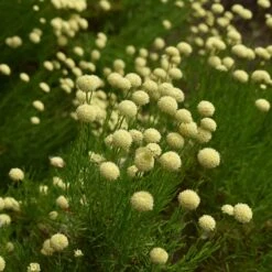 Green Santolina -Floral Haven Store santolina rosmarinifolia green santolina summer cream flowers