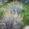 Boulder Blue Fescue Grass 2 Boulder Blue Fescue Grass -Floral Haven Store saxon holt festuca boulder blue