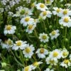 Blackfoot Daisy (Melampodium) -Floral Haven Store saxon holt melampodium leucanthemum