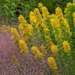 Golden Torch Goldenrod (Wichita Mountains Solidago) -Floral Haven Store saxon holt muhlenbergia reverchonii with solidago wichita mtns