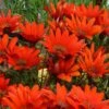 Scarlet Tanager Gazania -Floral Haven Store scarlet tanager african daisy flowercloseup