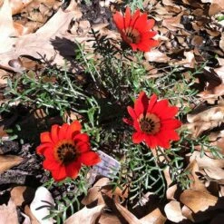 Scarlet Tanager Gazania -Floral Haven Store scarlet tanager african daisy ground trio